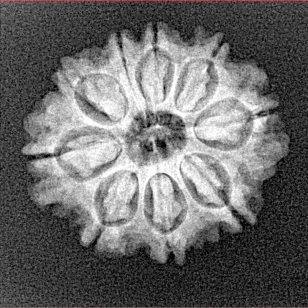 9 Mukhi Rudraksha 21.7mm 2.58gm - Xray
