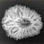 14 Mukhi Rudraksha 23.8mm 3.71gm - Xray