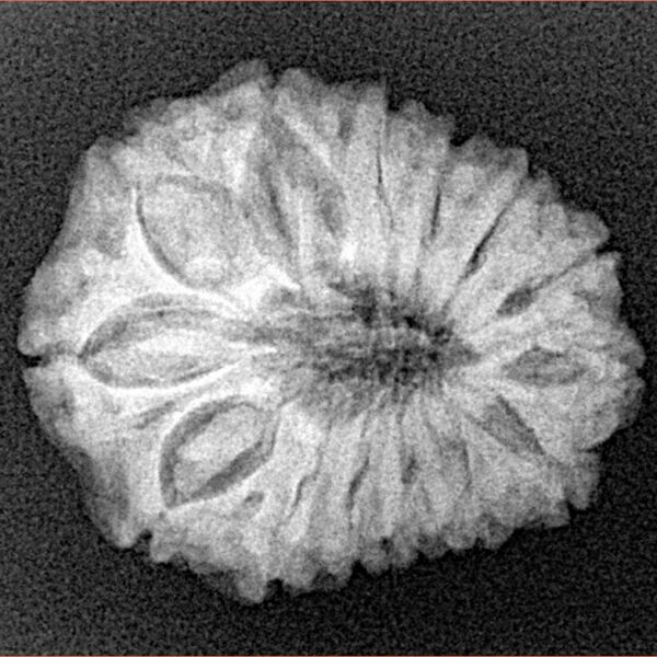 14 Mukhi Rudraksha 23.8mm 3.71gm - Xray
