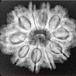 10 Mukhi Rudraksha 27.2mm 4.9gm - Xray