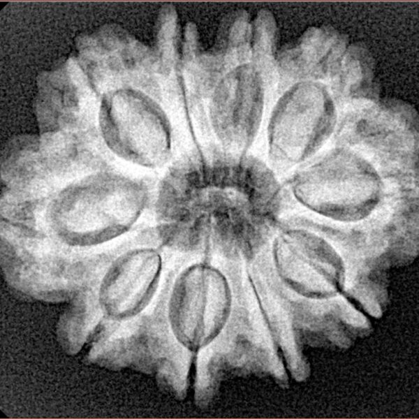 10 Mukhi Rudraksha 27.2mm 4.9gm - Xray