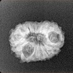 14 Mukhi Rudraksha 20mm 1.94gm - Xray