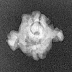 2 Mukhi Double Ganesh 16.6mm 1.2gm - Xray