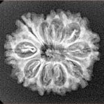 10 Mukhi Rudraksha 23.5mm 2.84gm - Xray