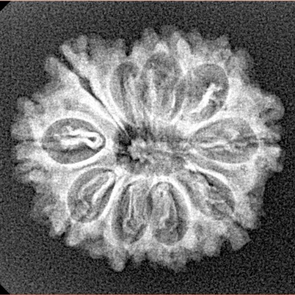 10 Mukhi Rudraksha 23.5mm 2.84gm - Xray