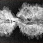 18 MK Gaurishankar 38.5mm 5.49gm - Xray