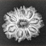 9 Mukhi Rudraksha 23mm 2.81gm - Xray