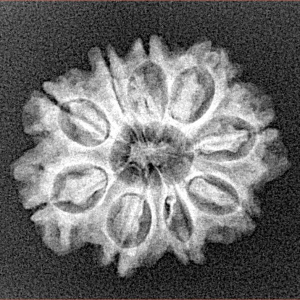 9 Mukhi Rudraksha 23mm 2.81gm - Xray