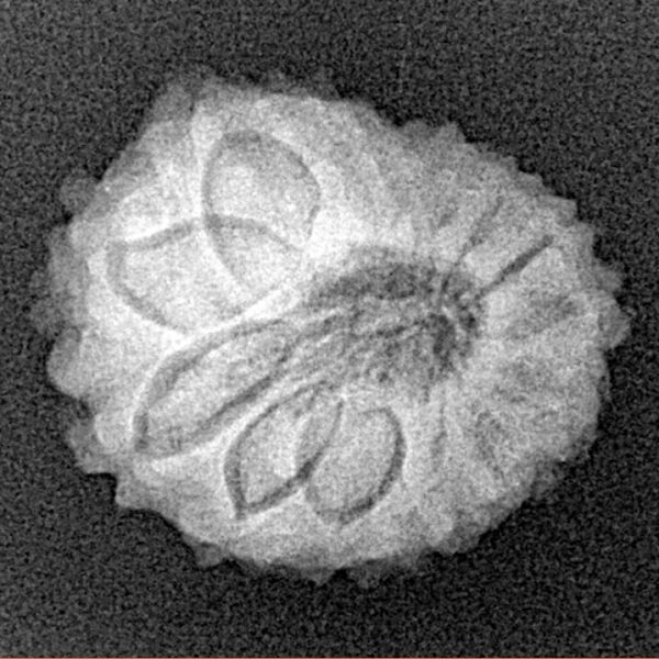 14 Mukhi Rudraksha 21.3mm 2.63gm - Xray
