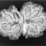 9 Mukhi G.S & Ganesh 30.7mm 5.56gm - Xray