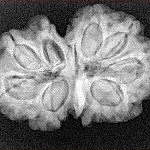 9 Mukhi G.S & Ganesh 30.7mm 5.56gm - Xray