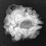 1 Mukhi Rudraksha 21.6mm 2.8gm - Xray