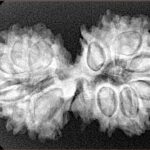 15 MK Gaurishankar 34.8mm 5.63gm - Xray
