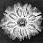 9 Mukhi Rudraksha 23.1mm 3.42gm - Xray