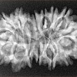 16 MK Gaurishankar 33.5mm 4.56gm - Xray