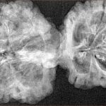 11 Mukhi Mini Trijuti 40mm 6.56gm - Xray