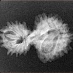 16 MK Gaurishankar 26.2mm 2.42gm - Xray