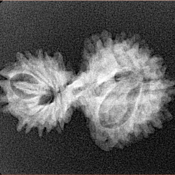 16 MK Gaurishankar 26.2mm 2.42gm - Xray