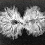 8 MK Gaurishankar 29mm 3.72gm - Xray