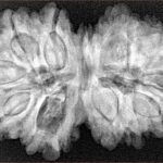 14 Mk Gaurishankar 36.1mm 7.73gm - Xray