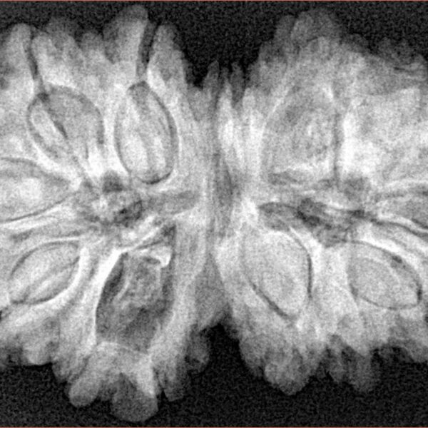 14 Mk Gaurishankar 36.1mm 7.73gm - Xray