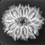 10 Mukhi Rudraksha 24.4mm 3.25gm - Xray