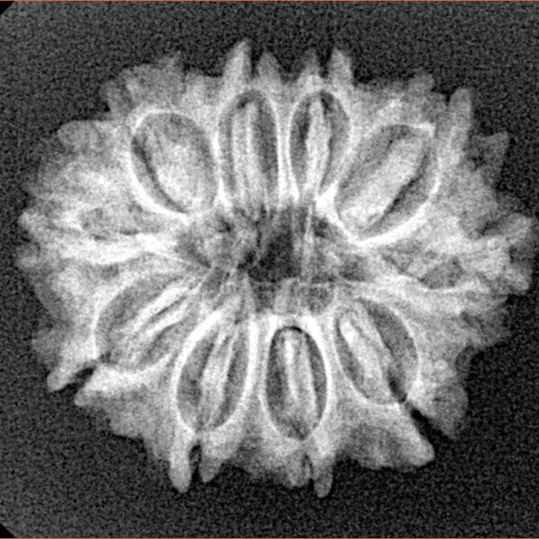 10 Mukhi Rudraksha 24.4mm 3.25gm - Xray