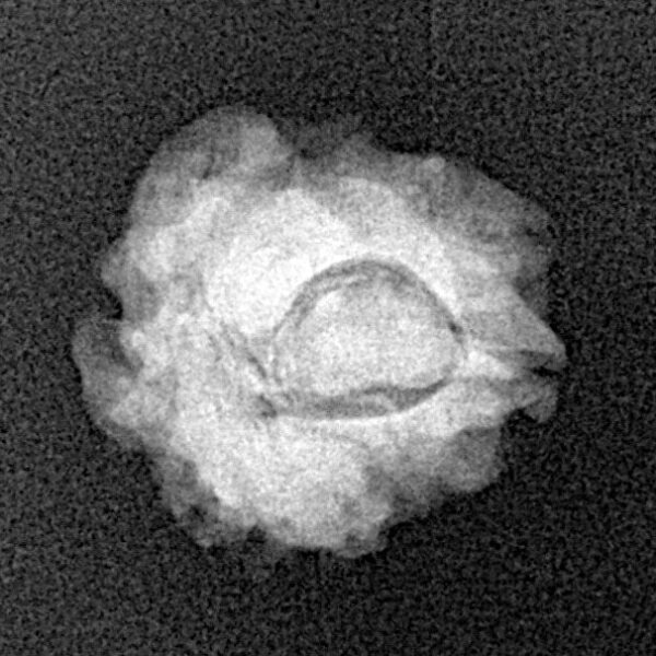 1 Mukhi Rudraksha 17.3mm 1.56gm - Xray