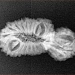 21 MK Gaurishankar 26.2mm 2gm - Xray