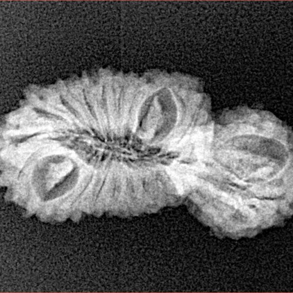 21 MK Gaurishankar 26.2mm 2gm - Xray