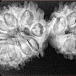 17 MK Gaurishankar 39.1mm 6.48gm - Xray