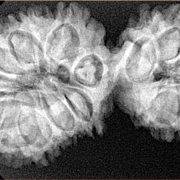 17 MK Gaurishankar 39.1mm 6.48gm - Xray