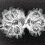 9 MK Gaurishankar 28.2mm 3.27gm - Xray