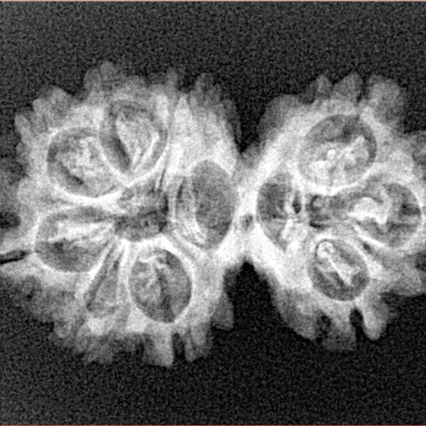 9 MK Gaurishankar 28.2mm 3.27gm - Xray