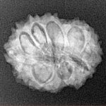 14 Mukhi Rudraksha 21.5mm 2.51gm - Xray