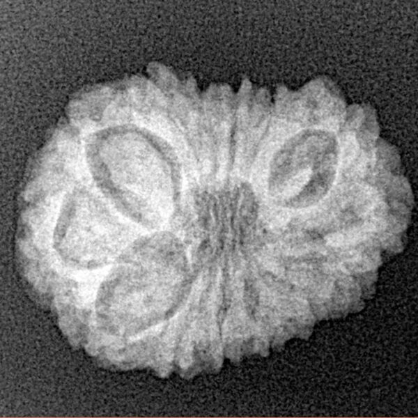 14 Mukhi Rudraksha 22mm 2.58gm - Xray