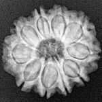 10 Mukhi Rudraksha 22.6mm 3.57gm - Xray