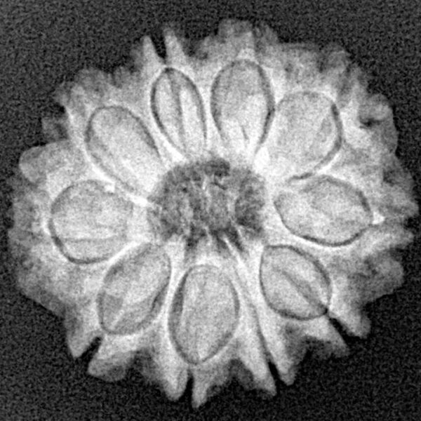 10 Mukhi Rudraksha 22.6mm 3.57gm - Xray