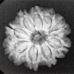9 Mukhi Rudraksha 23.5mm 3.85gm - Xray