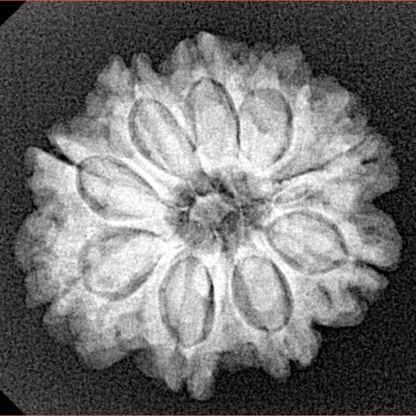 9 Mukhi Rudraksha 23.5mm 3.85gm - Xray