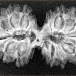 14 Mk Gaurishankar 34.8mm 5.45gm - Xray