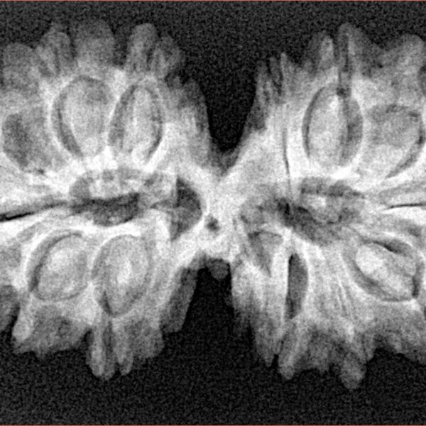 14 Mk Gaurishankar 34.8mm 5.45gm - Xray