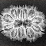 11 Mukhi Rudraksha 26.6mm 3.58gm - Xray