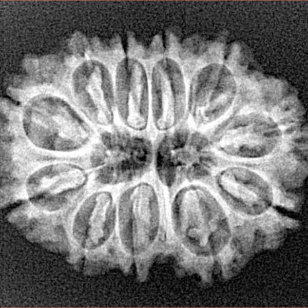 11 Mukhi Rudraksha 26.6mm 3.58gm - Xray
