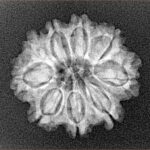 9 Mukhi Rudraksha 22.3mm 2.71gm - Xray