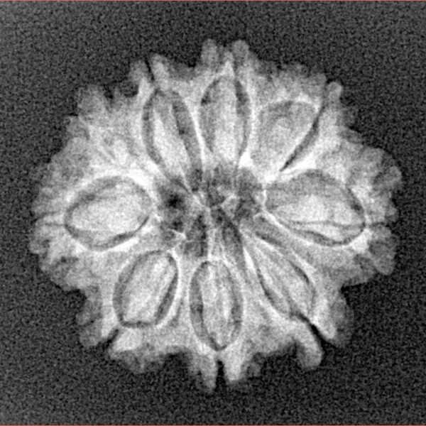 9 Mukhi Rudraksha 22.3mm 2.71gm - Xray