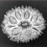 14 Mukhi Rudraksha 24.5mm 3.9gm - Xray