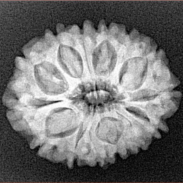 14 Mukhi Rudraksha 24.5mm 3.9gm - Xray