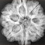7 Mukhi Rudraksha 27.3mm 8.06gm - Xray