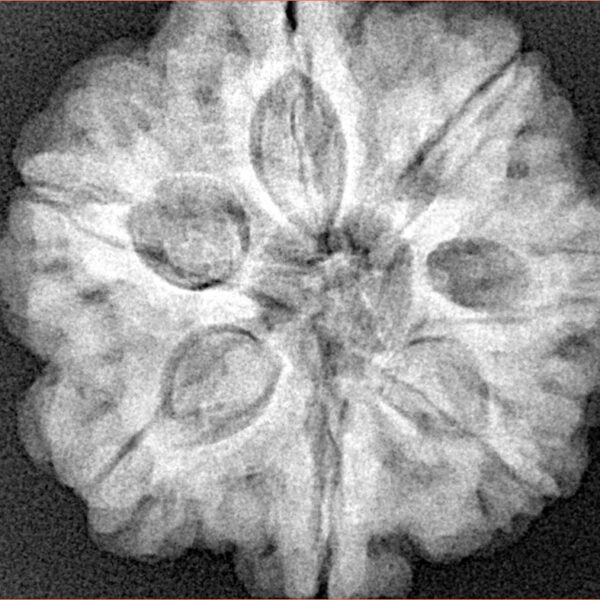 7 Mukhi Rudraksha 27.3mm 8.06gm - Xray